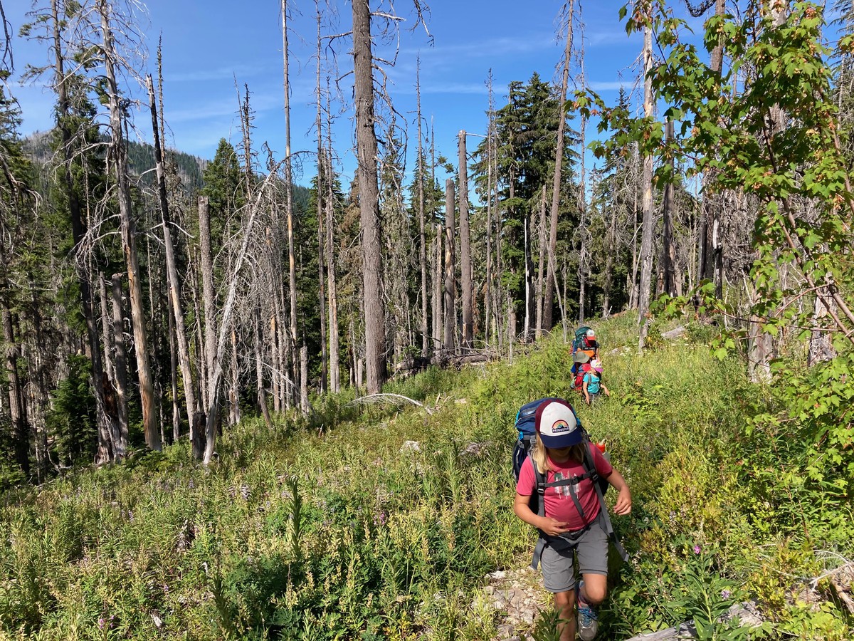 Backpackers bushwhacking through secondary growth in an old burned area