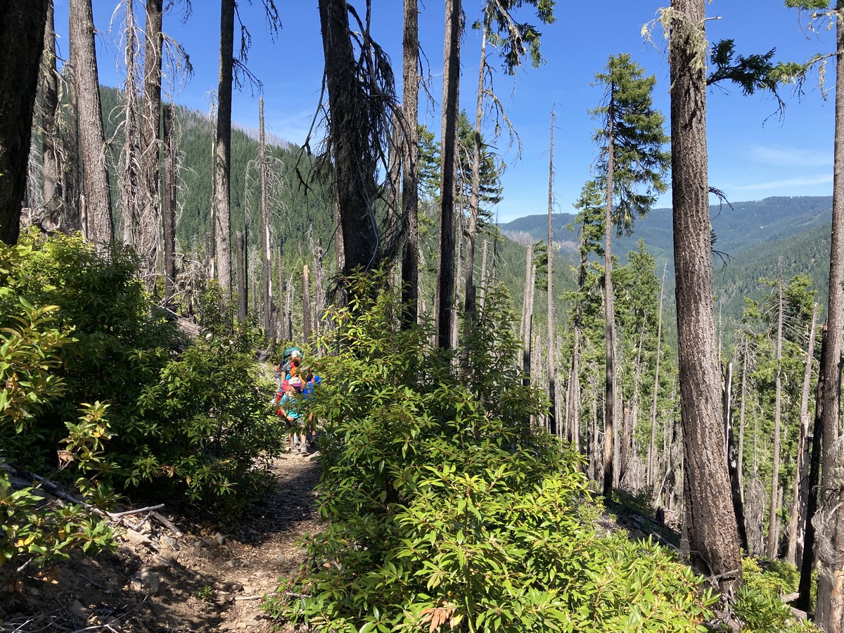 Previous burns were mostly “good fire” — they left a lot of older trees