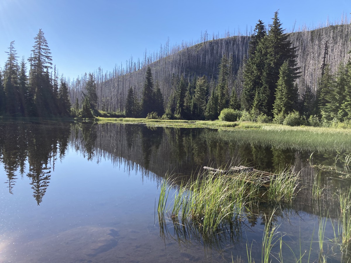 Ring of green clinging to the edges of the Welcome Lakes