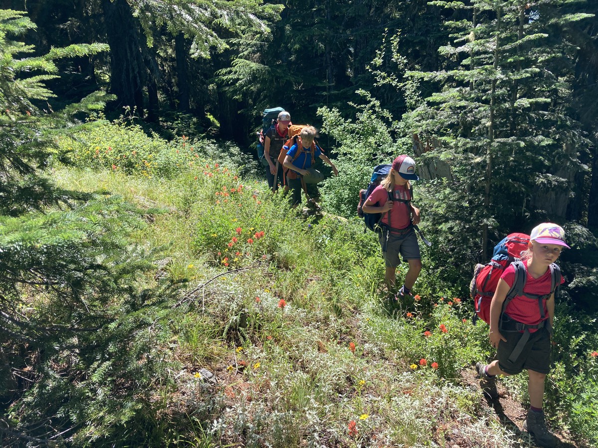 Wildflowers on the ridge between Welcome Lakes Creek and Mother Lode Creek