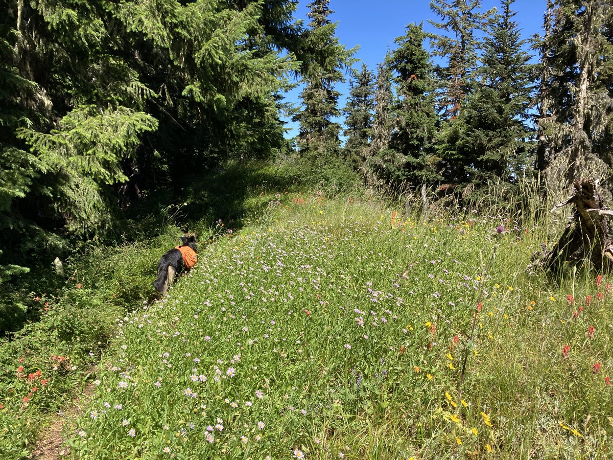 The meadows on this ridge were sublime. The south face of the ridge was completely unburned.