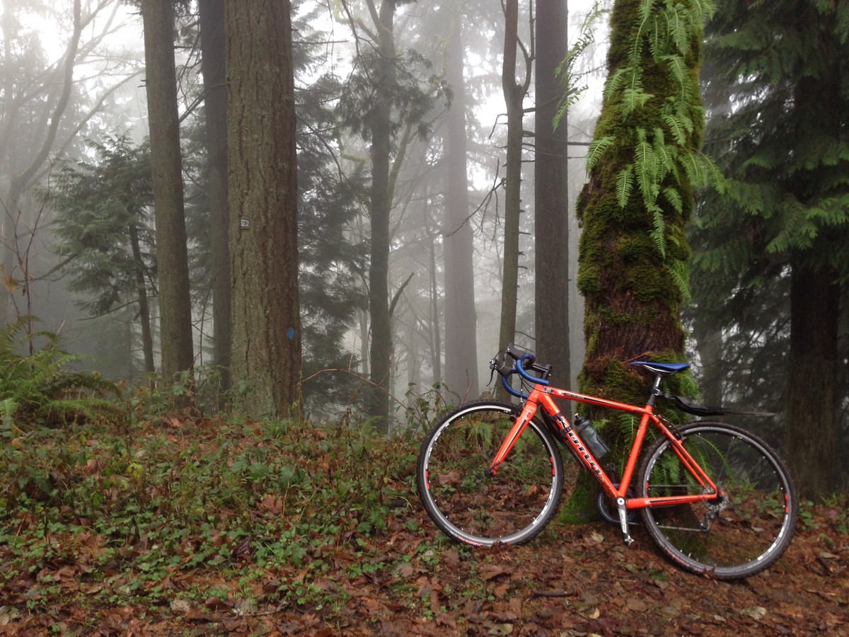 Orange cyclocross bike leaning against a fern-covered tree  in a misty forest