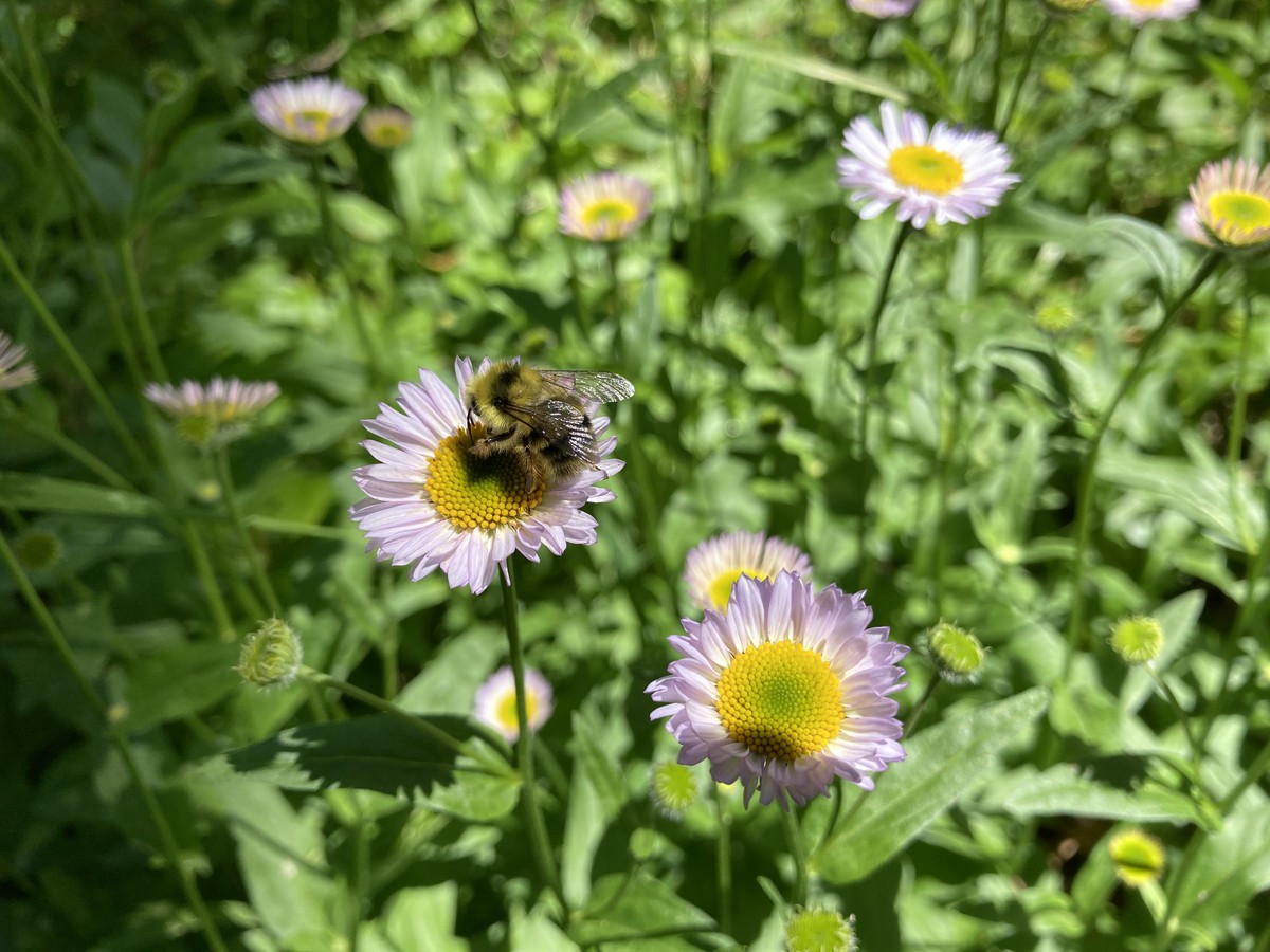 Mason bee on a wildflower on Welcome Lakes ridge