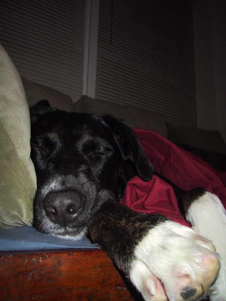 Closeup of the muzzle of a large black mutt dog with white paws, asleep