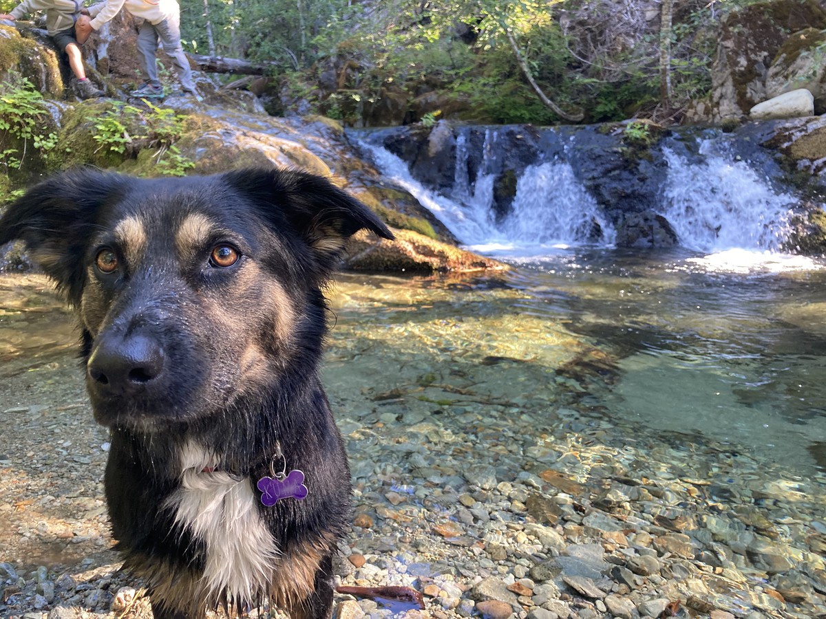 Kuma at Mother Lode Creek