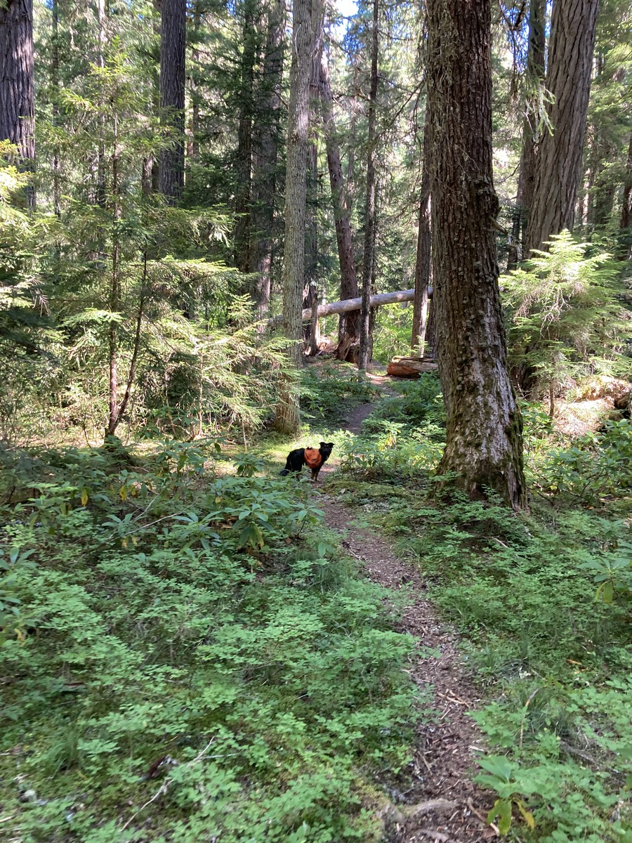 There was still amazing old growth along the Elk Lake Creek trail, and some beautiful campsites on Elk Lake Creek (itself a beautiful opal color)