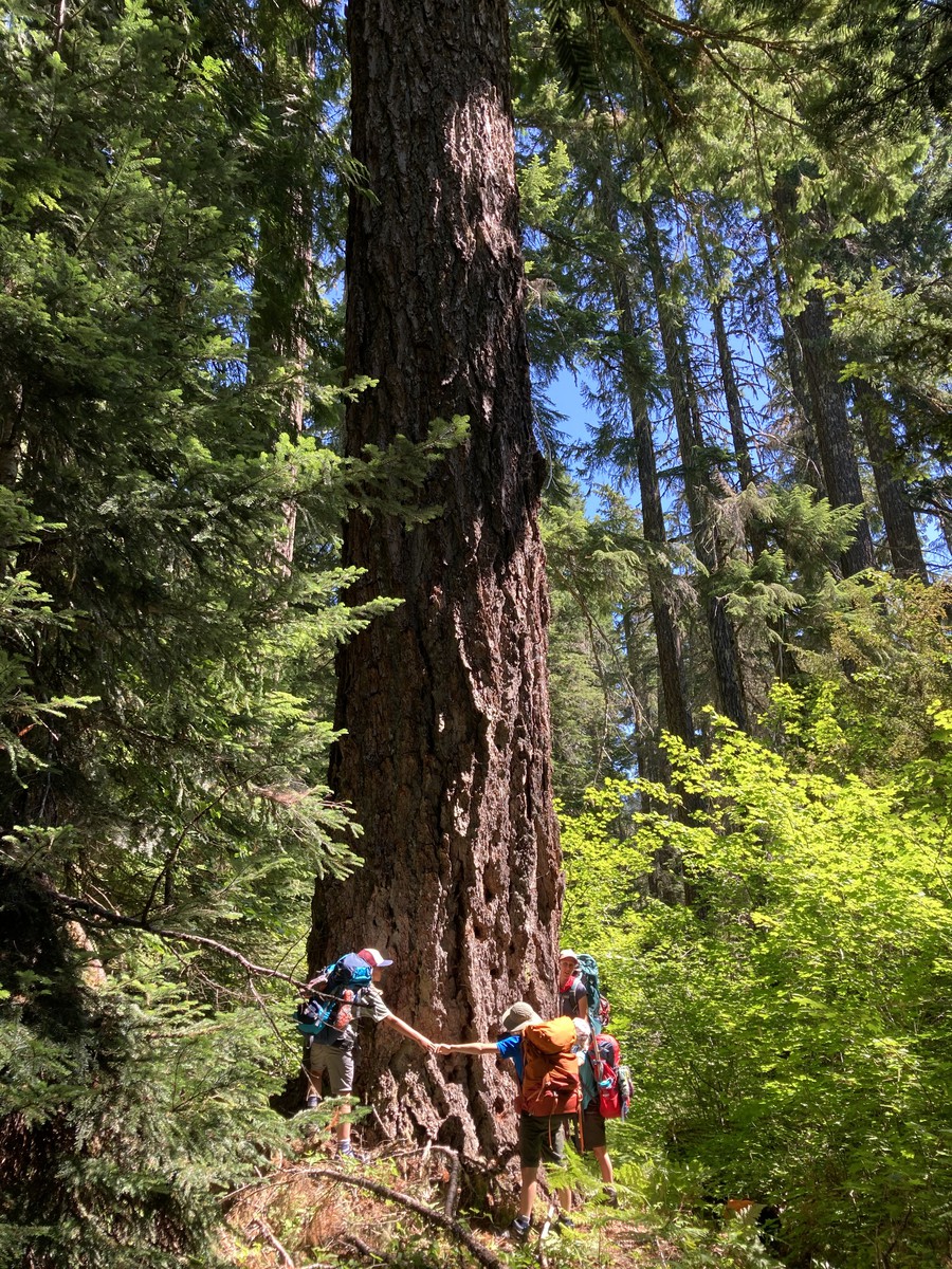 Some ancient giants on Elk Lake Creek