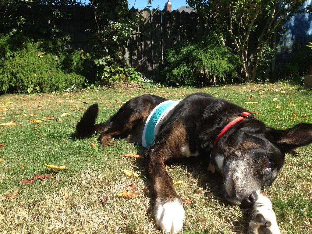 Bismarck lying in the sun after his surgery