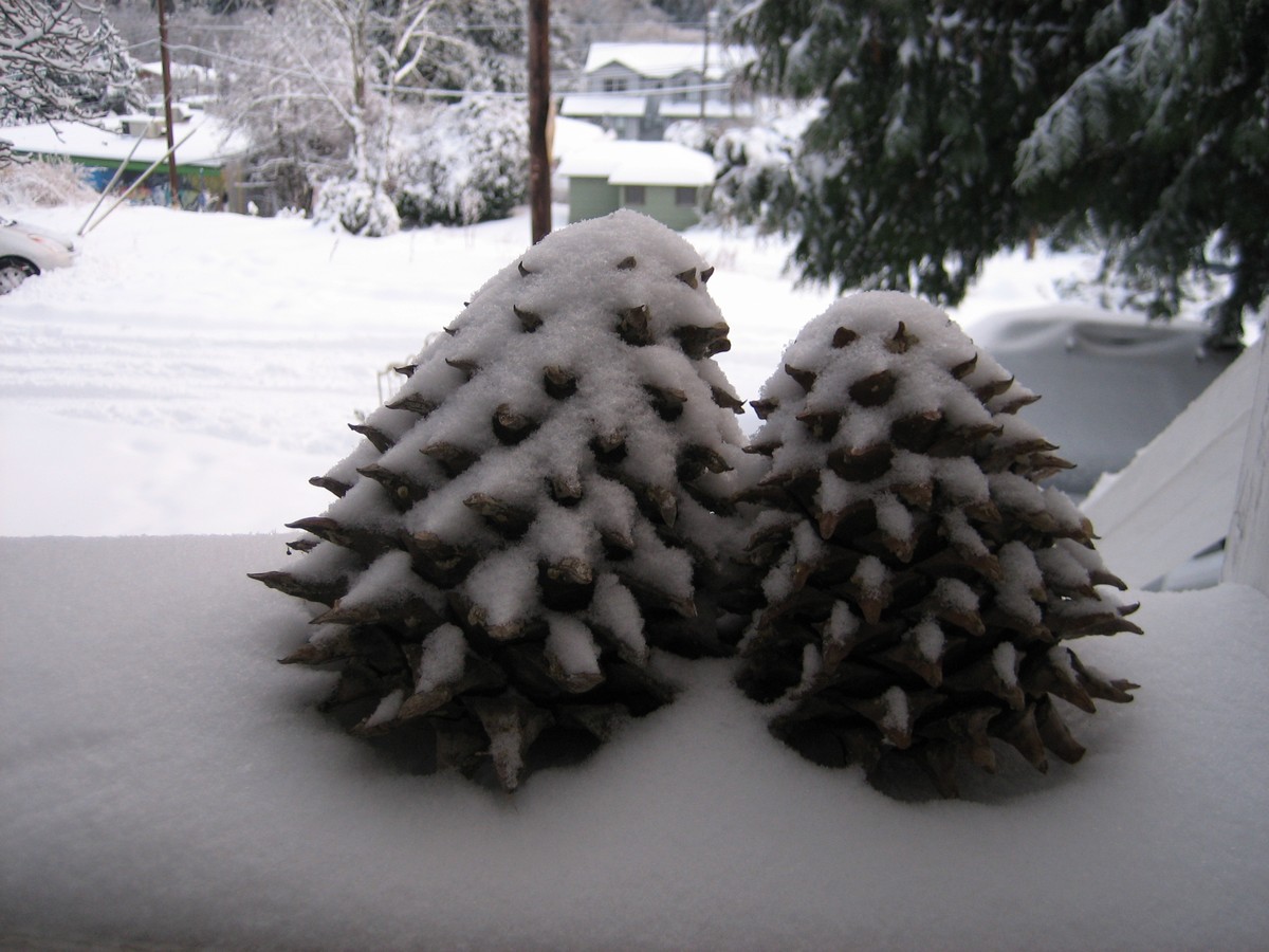 Closeup of two large pine cones in the snow