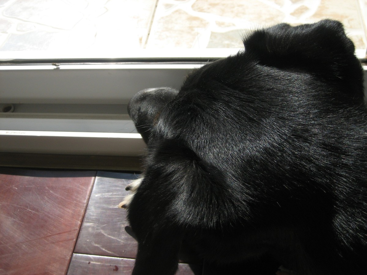 Closeup of a large black dog watching a fly crawl along a windowsill