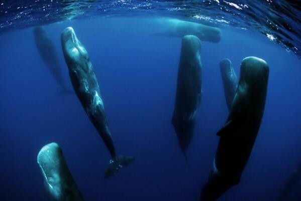 Underwater photo of sperm whales sleeping, tail down