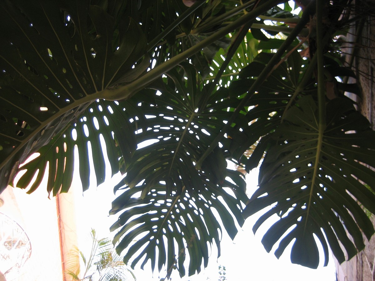 Outdoors, looking upwards through enormous (1-2m wide) “Monster plant” fronds