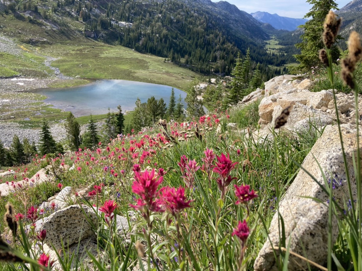 View down a string of hanging alpine valleys in the Lostine Valley. In the extreme foreground, inches away, is a spray of wildflowers. The river marches downhill away from us along a bright green ribbon of meadows through the dark mountain forest. The closest valley to us is perhaps 300' below and holds a small alpine lake