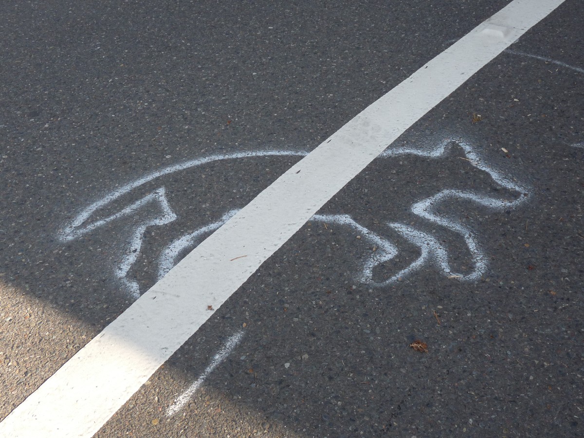 Chalk outline of a dog’s body on pavement, intersected with a fog line. Gives the appearance that the fog line has run over the dog