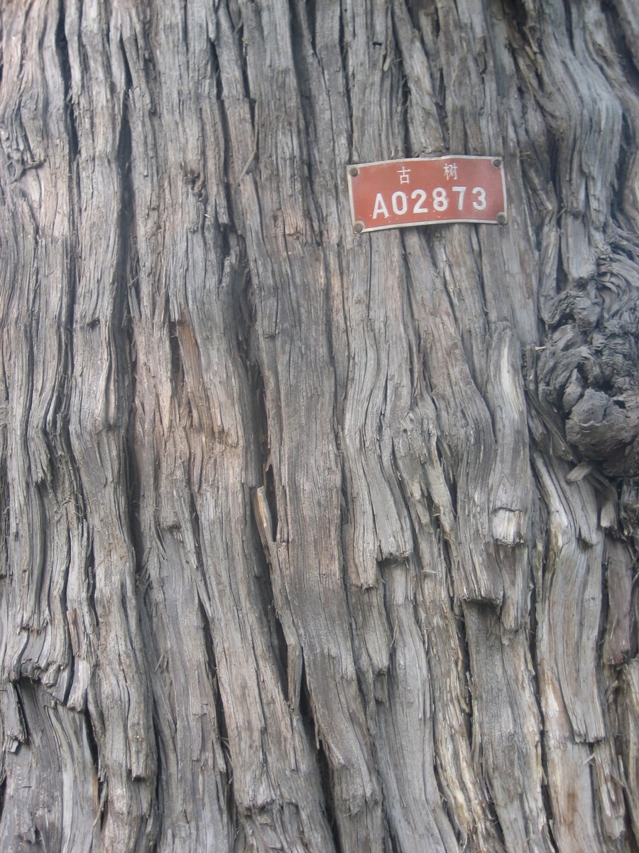 Closeup of a number placard on a tree in the Temple of Heaven, Beijing