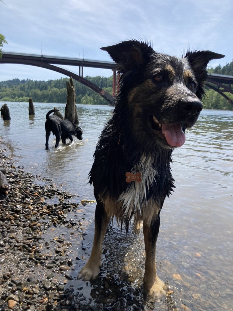 Low perspective closeup of Kuma on the river, Bozeman in background