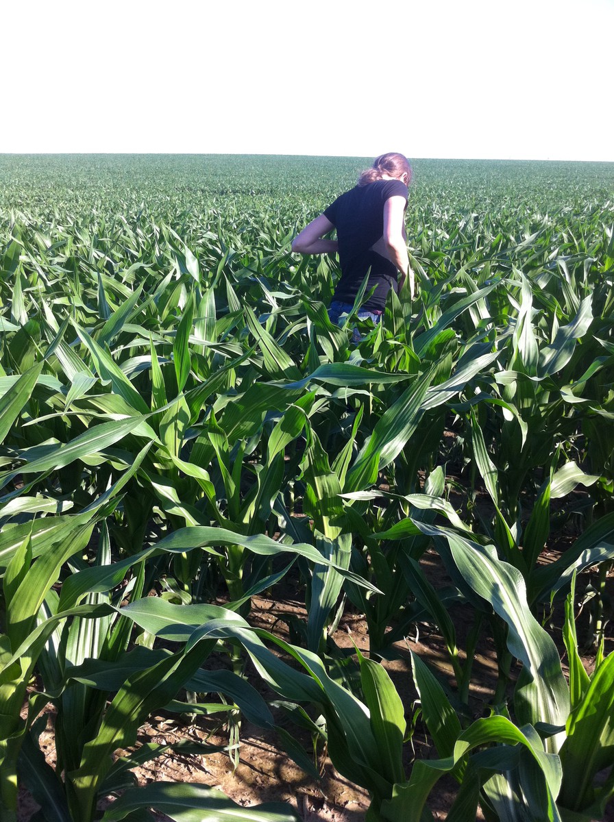 A cornfield that fills the frame to the horizon, about waist high to a young woman facing away from the camera about 10' distant