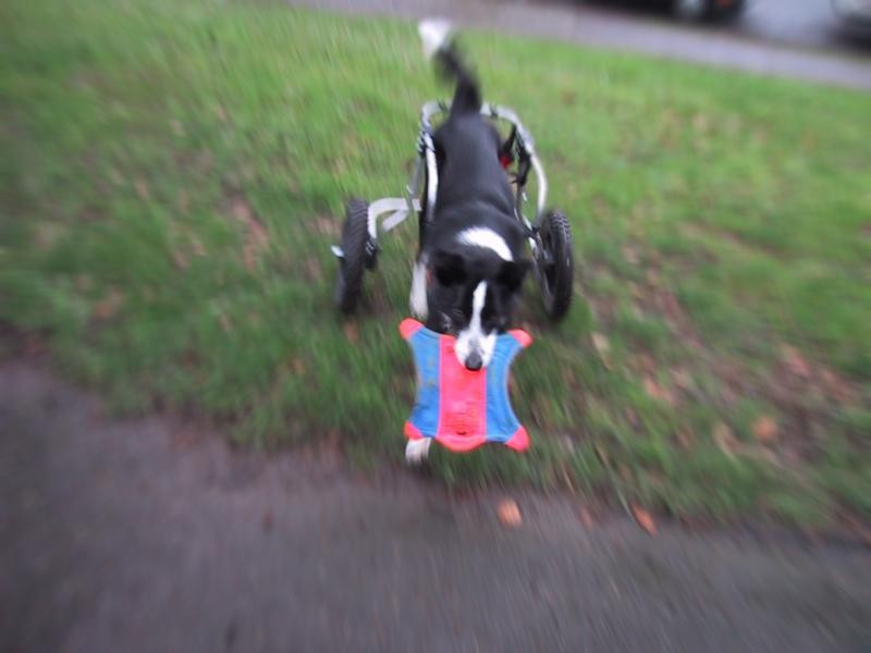 A border collie with a bright frisbee type toy, in a dog wheelchair