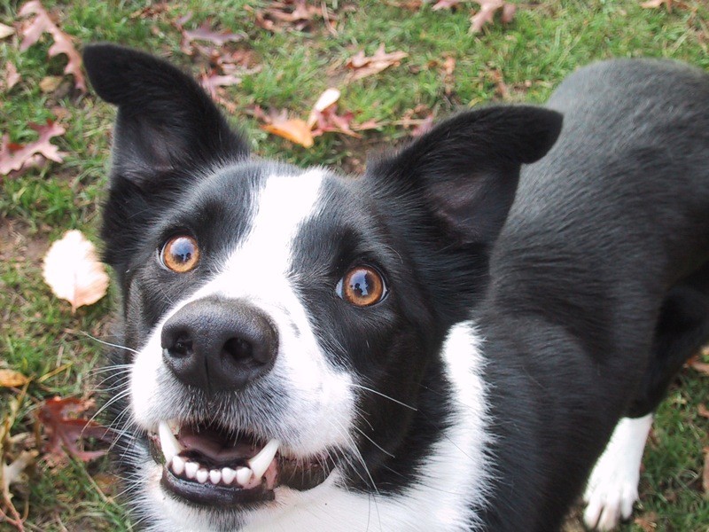 Closeup of a friendly border collie, smiling