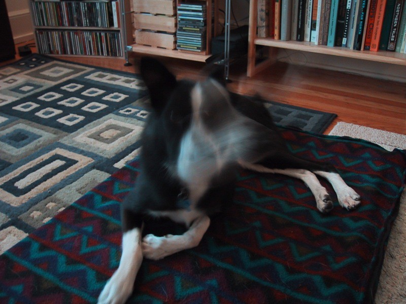 A border collie on a blanket, face blurred with motion