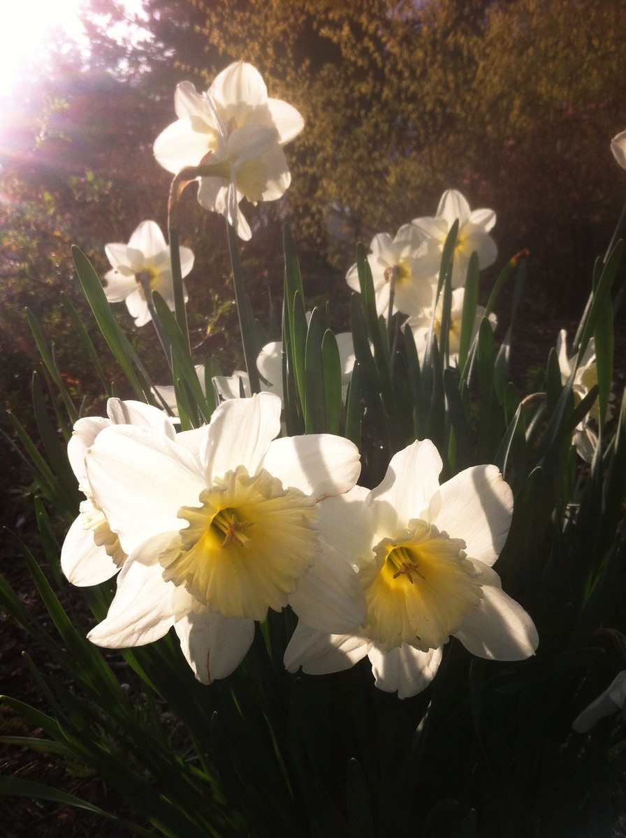 Closeup of white daffodils in the sunlight
