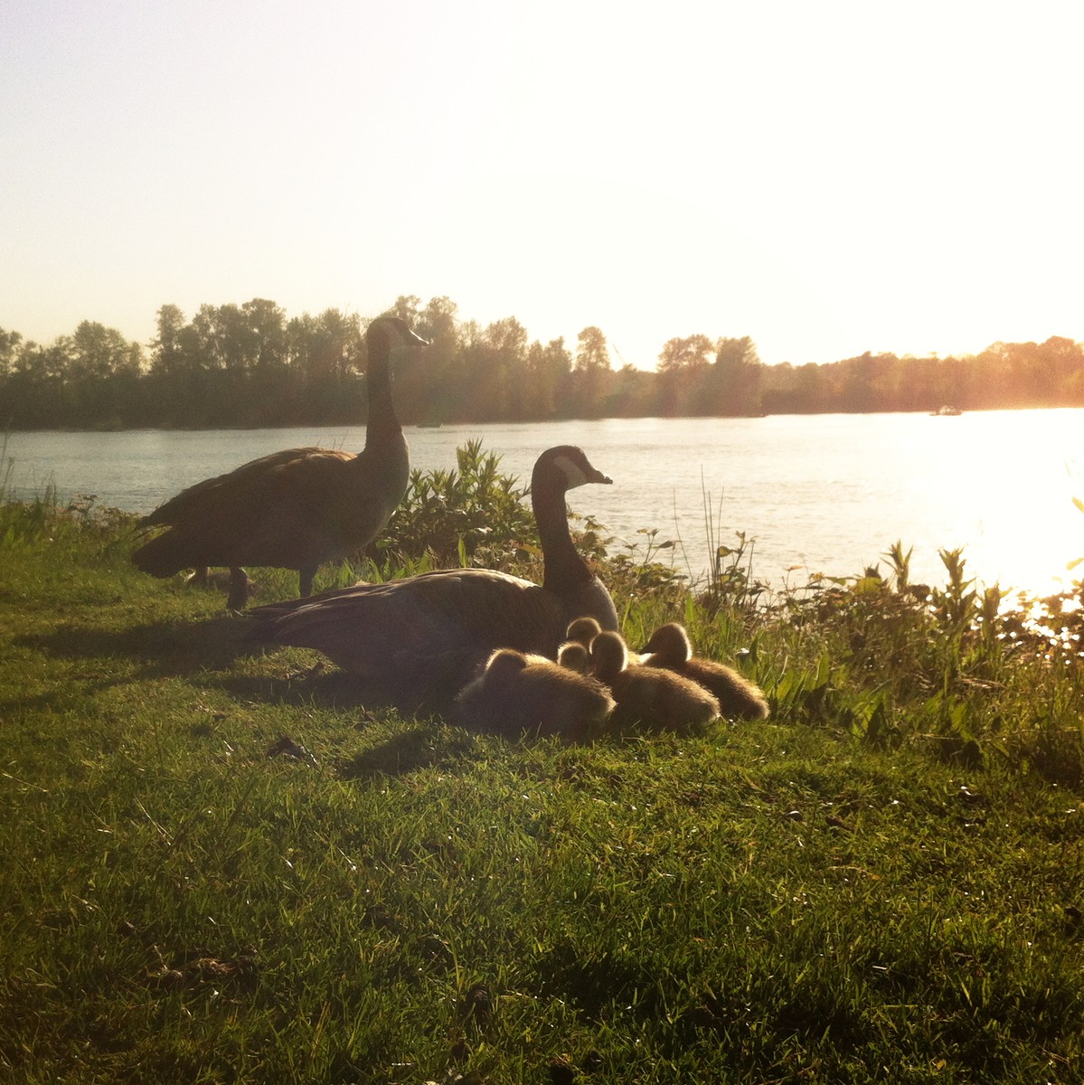 Two geese and four goslings by a river, sunrise