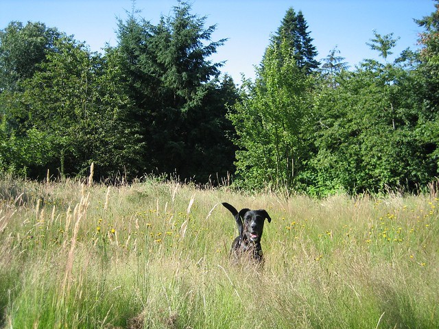 Bismarck in tall grass, grinning