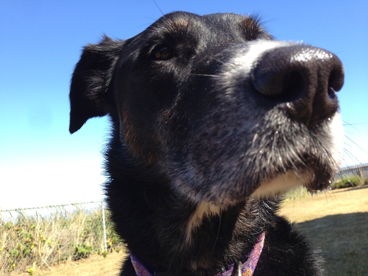 closeup of a large black dog’s nose
