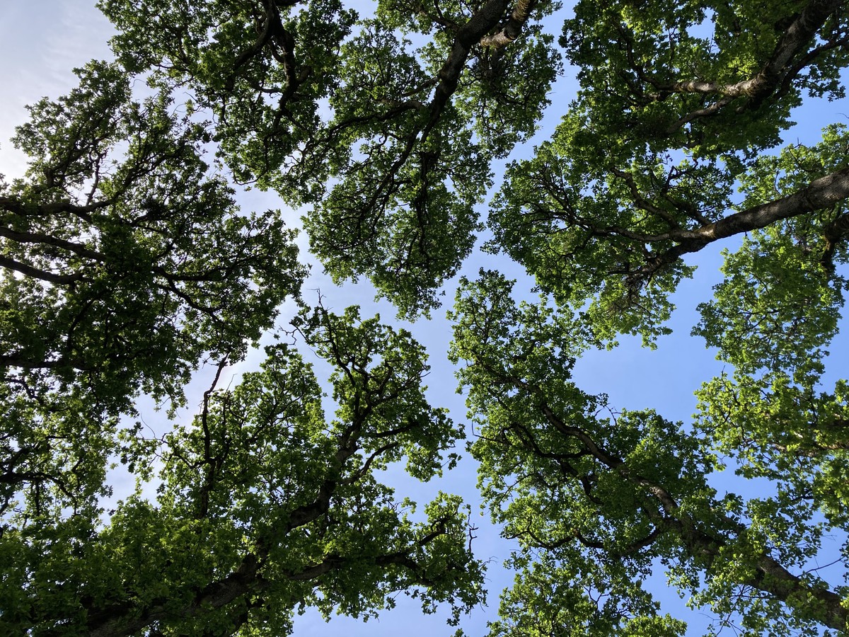 Crowns of mature Oregon white oaks, shot from underneath; the crowns are not touching, despite the trees growing very close together