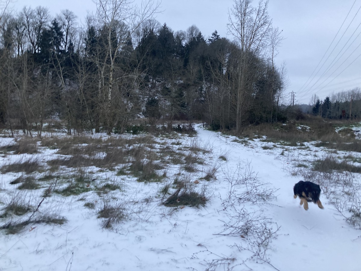Kuma, airborne in the snow