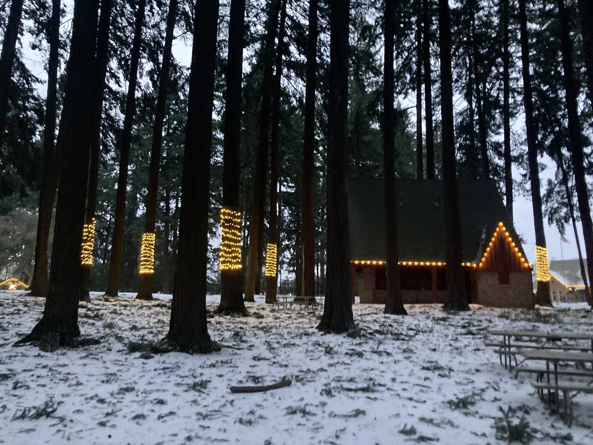 Lights and deadfall in Sellwood Park