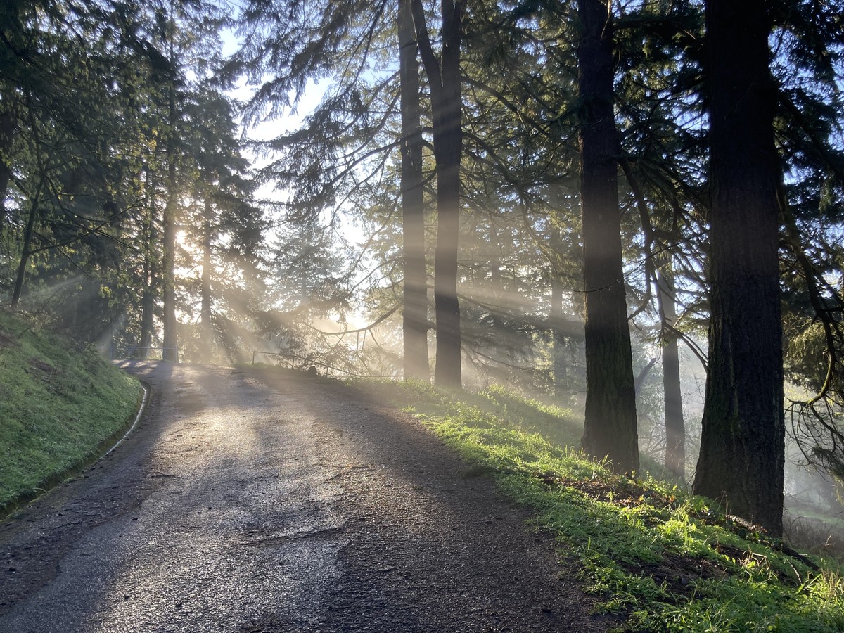 Looking up a Pacific Northwest forest path at sunrise, with the sun shining in rays through a light fog