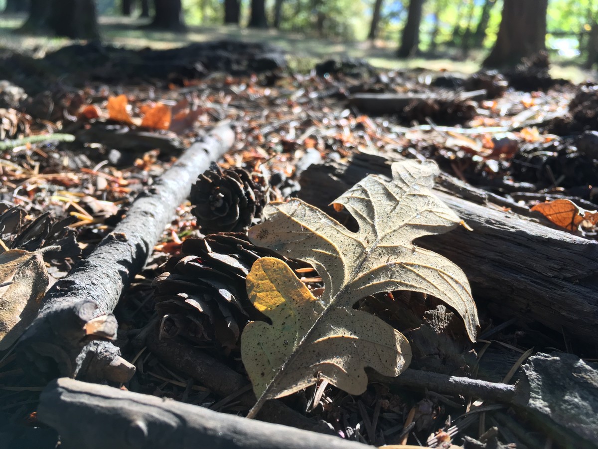Closeup of a Willamette white oak leaf among leaf litter in a forest floor