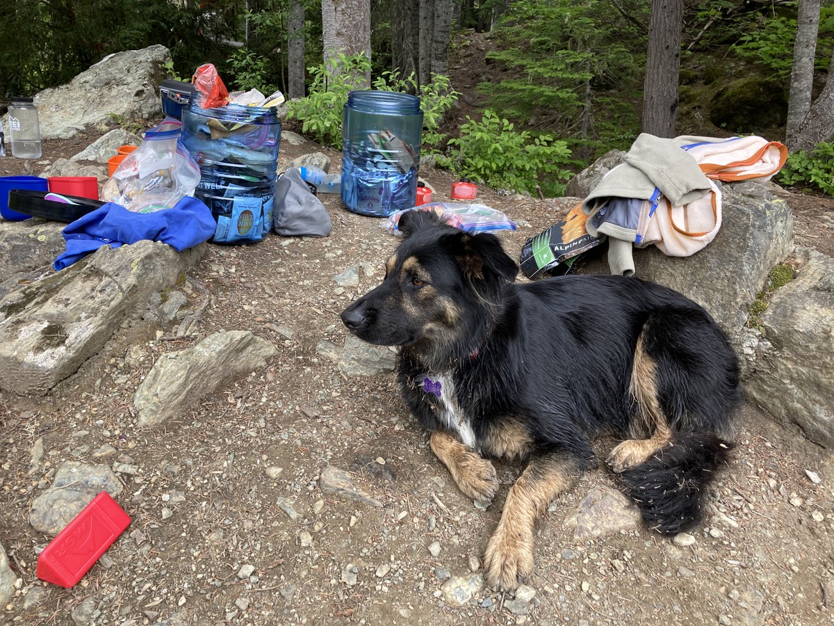 Kuma with bear cannisters