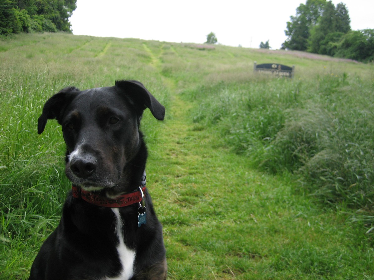 Bismarck in Spring Garden “Park,” 2008