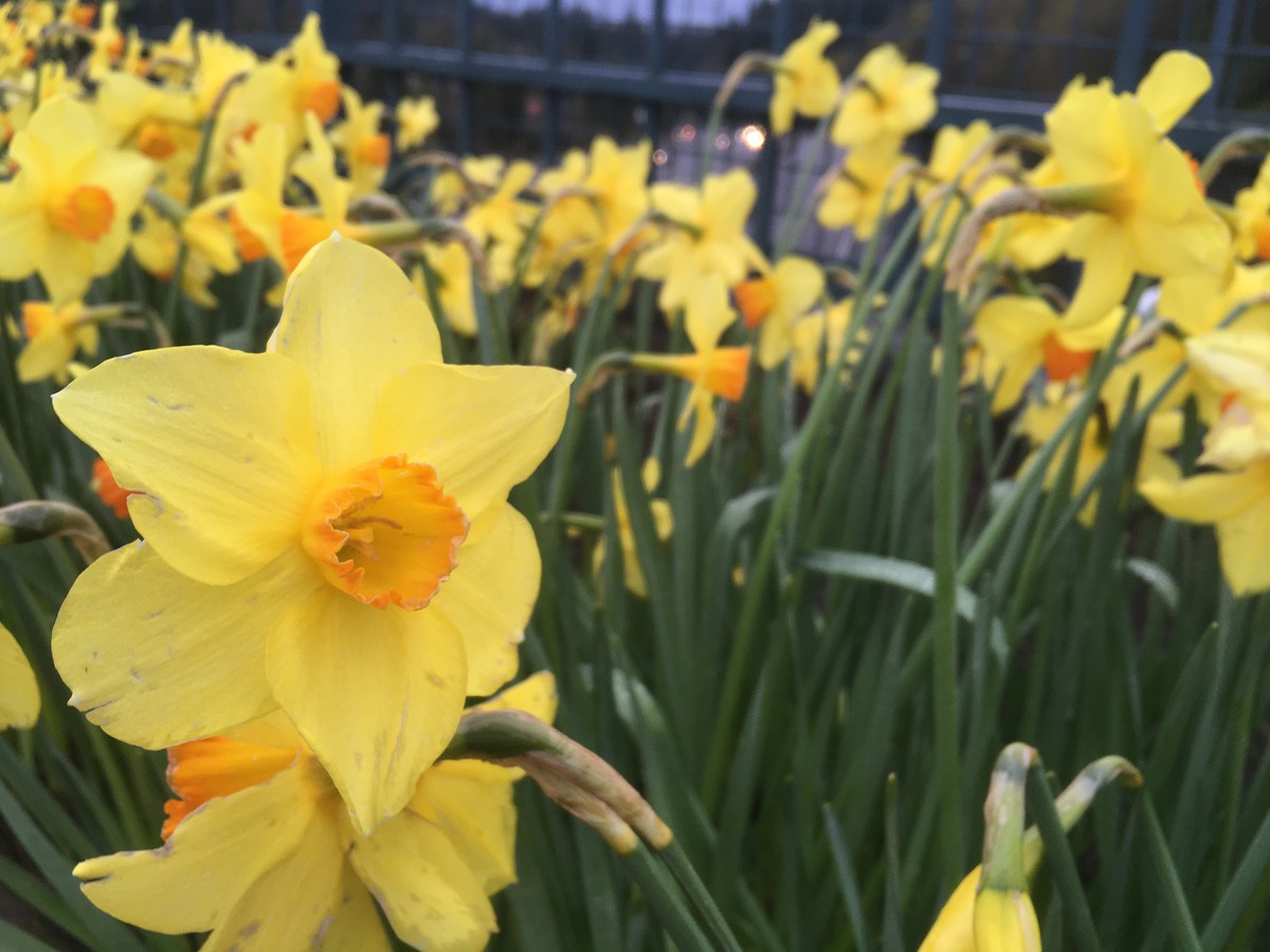 Closeup of yellow daffodils