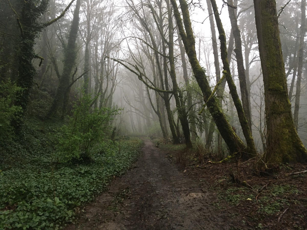 Muddy trail through a misty hillside wood in the early spring