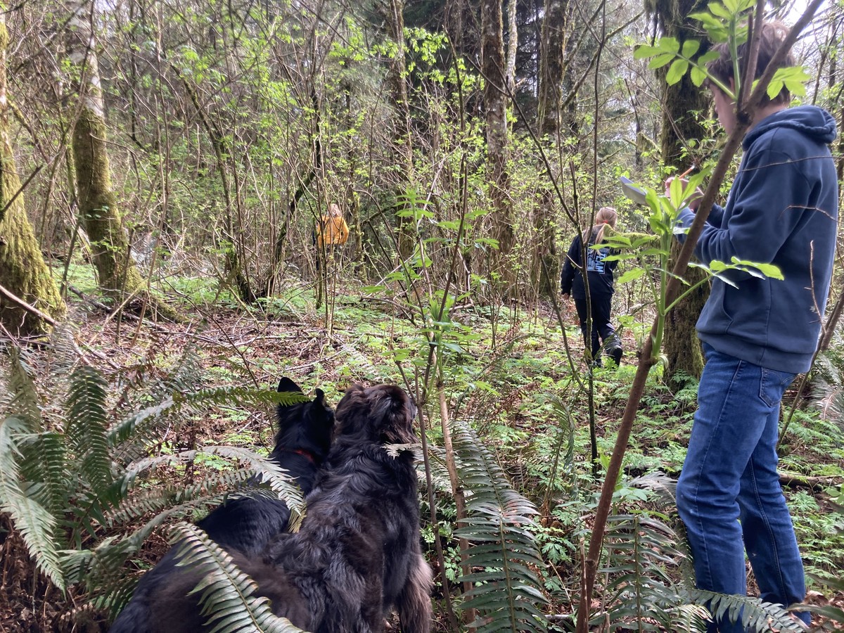 A group of young people and two huge black dogs thwacking through a wet forest