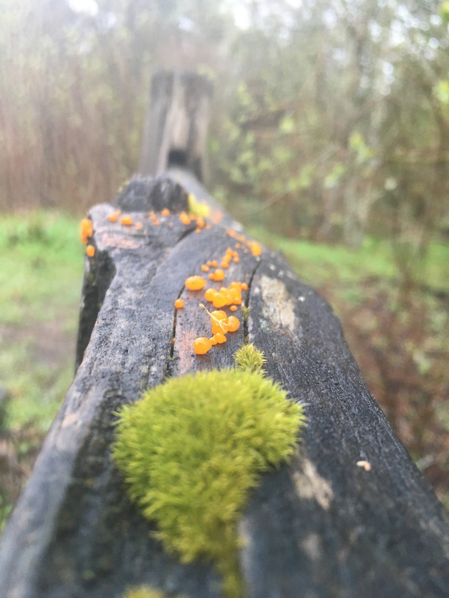 Closeup of moss and lichen on a wet fence rail