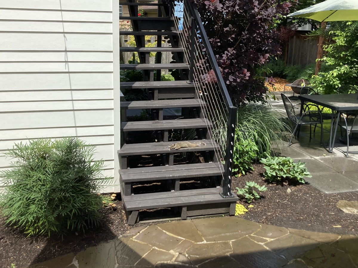 Squirrel sunbathing on our back step