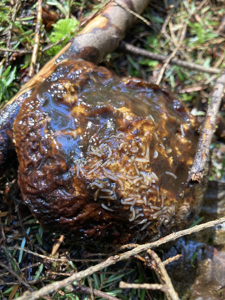 Close up of a slimy mushroom squirming with tiny fly larvae