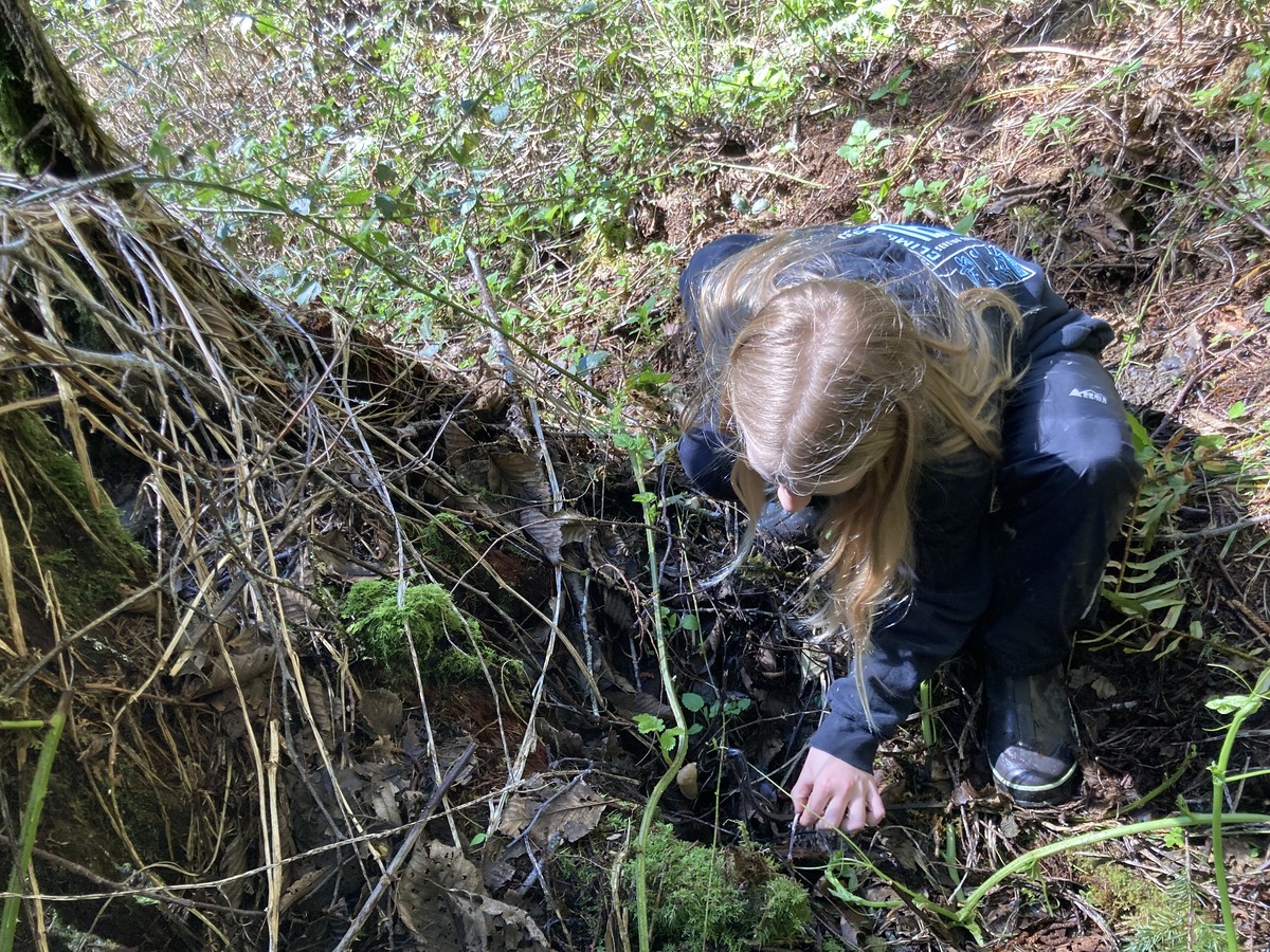 A young person plucking a banana slug from a tree stump in the forest