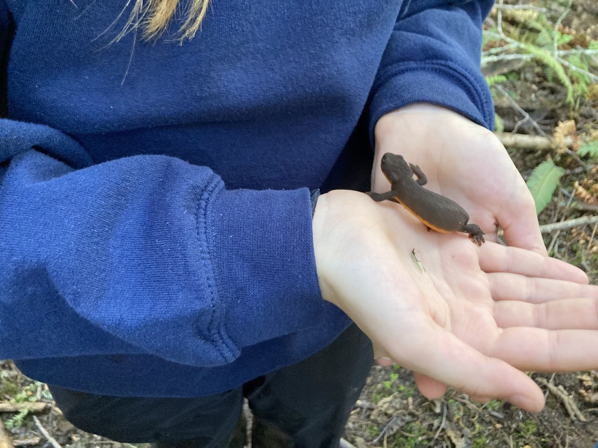 Close up of a young person holding a rough-skinned newt