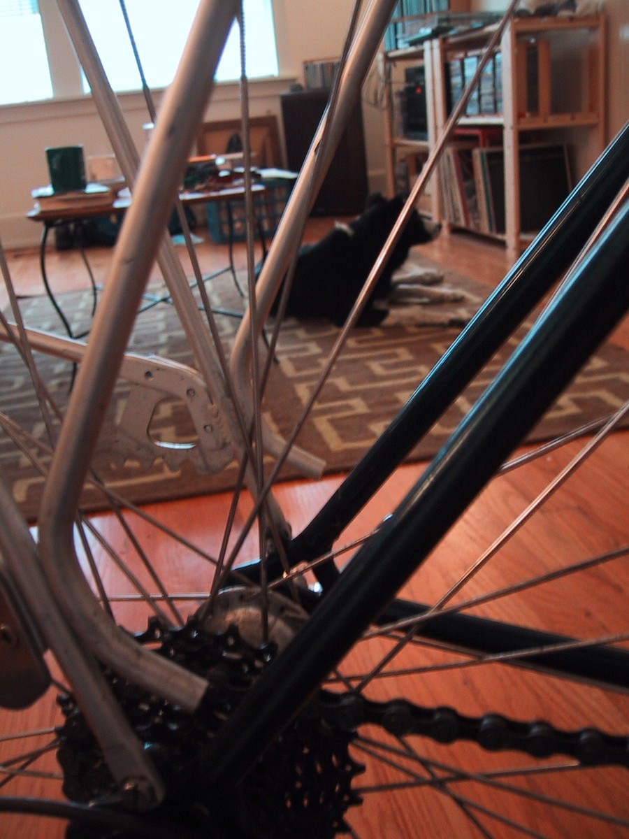 Indoor shot, taken through the spokes and rear triangle of a bicycle. About 10' away a dog rests placidly on a rug in front of shelf with LP records