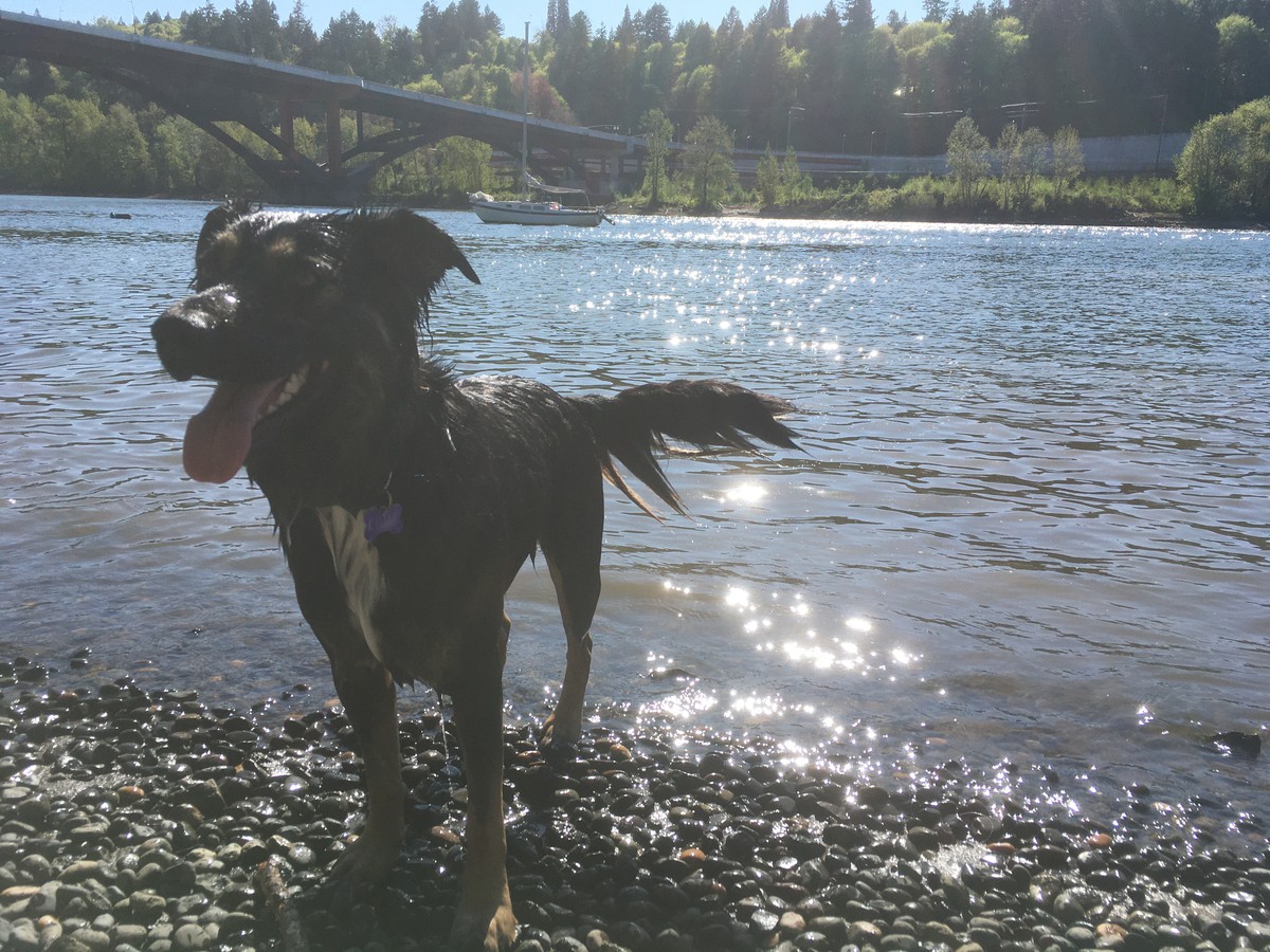 A very wet large black mutt dog on a stony riverbank, with the Sellwood Bridge in the background