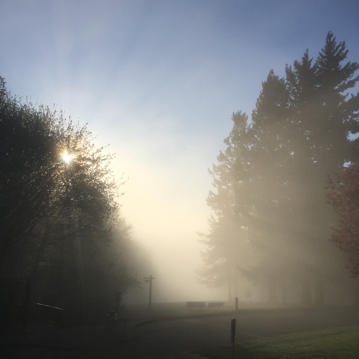 Sunrise through a thin mist at Council Crest Park, looking west. Sky overhead is clear
