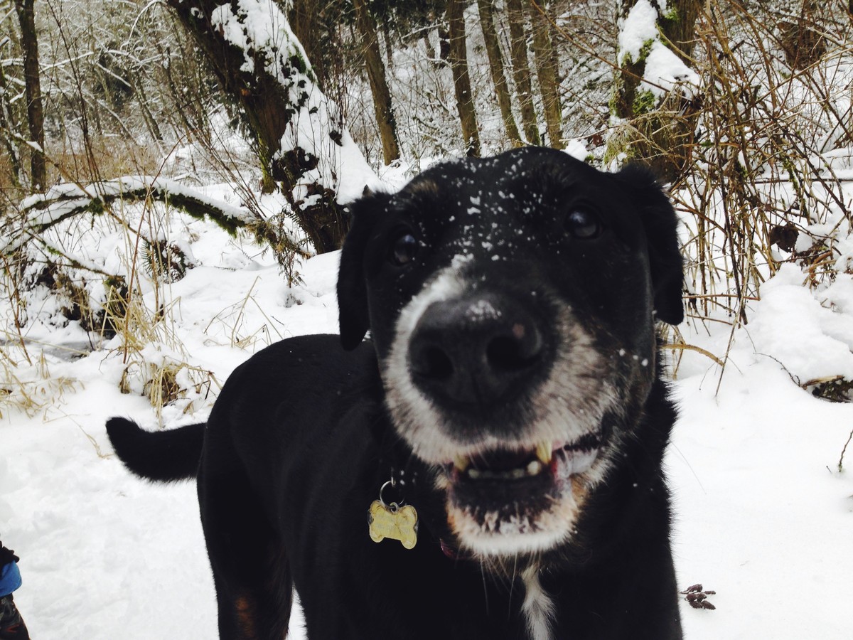 Closeup of a black dog snouting into the camera, in a snowy forest
