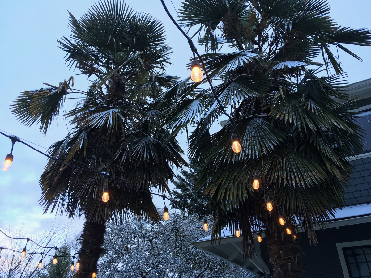 Party lights and palm trees in the snow