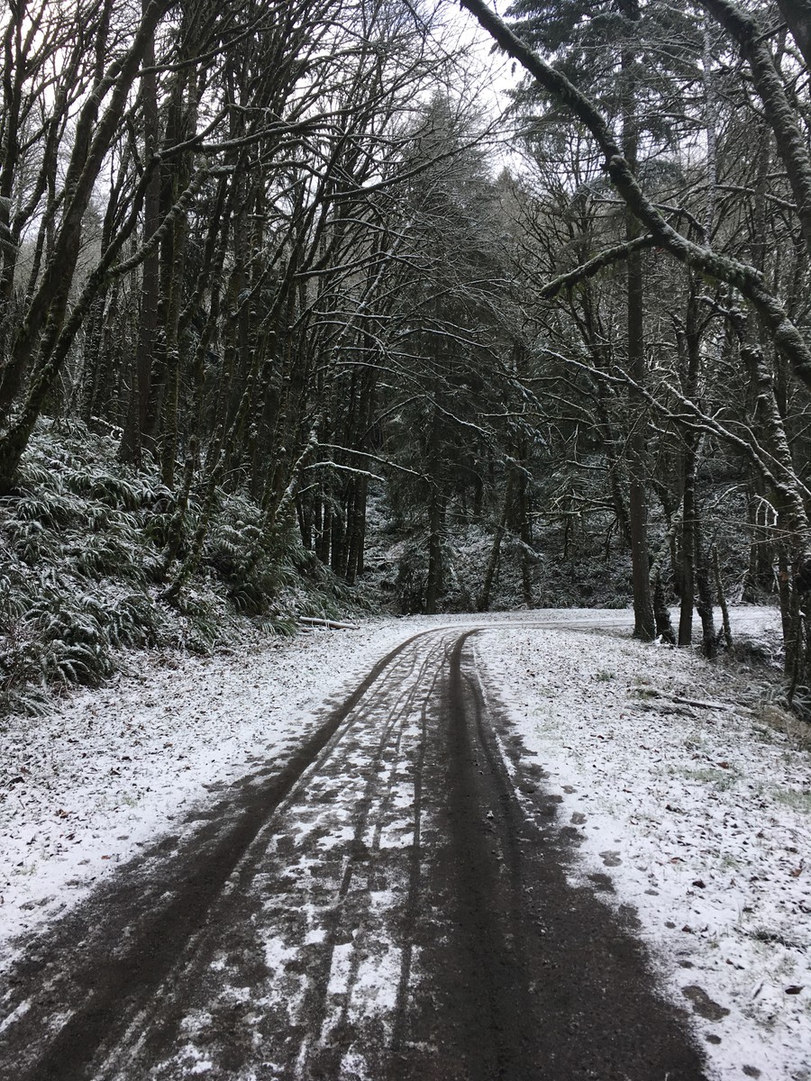 Broad two-track trail in a hillside forest with a light, wet snow