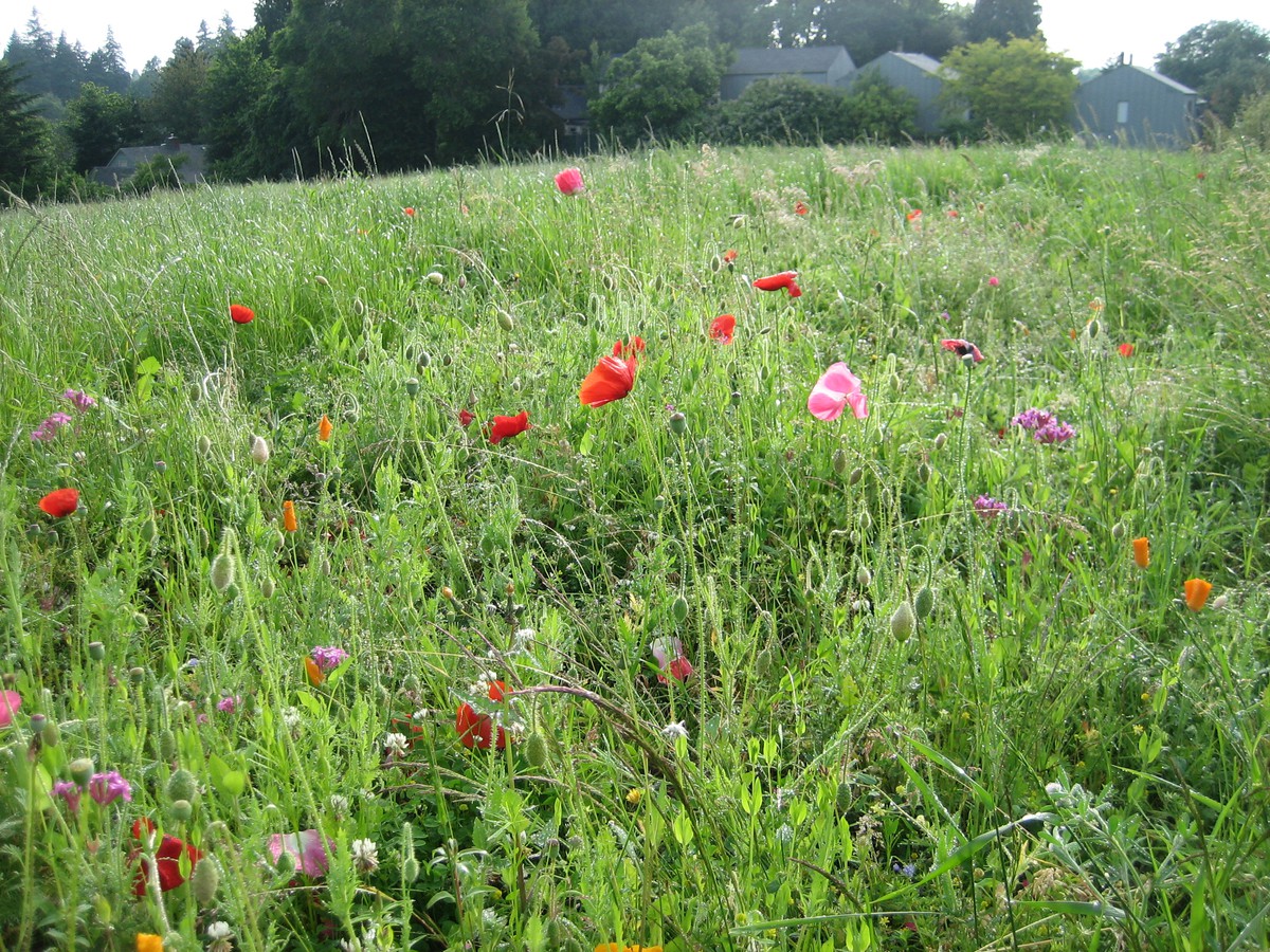Meadow at the south end of the park
